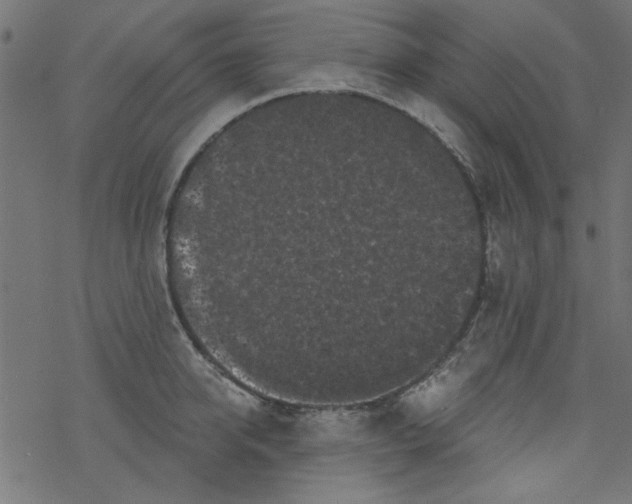 X0000077350950200611031818