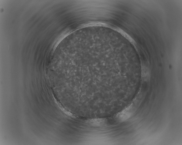 X0000077350953200611031818