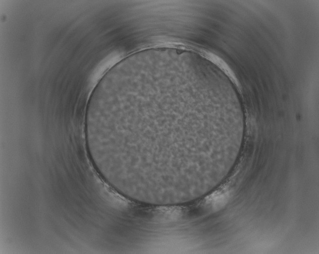 X0000077350954200611031818