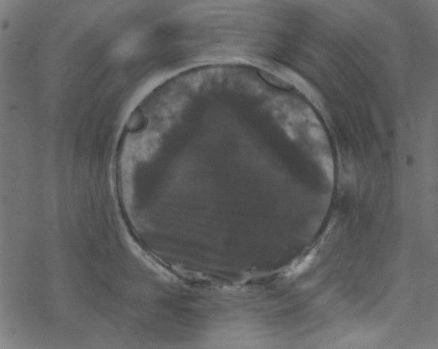 X0000077350958200611031818