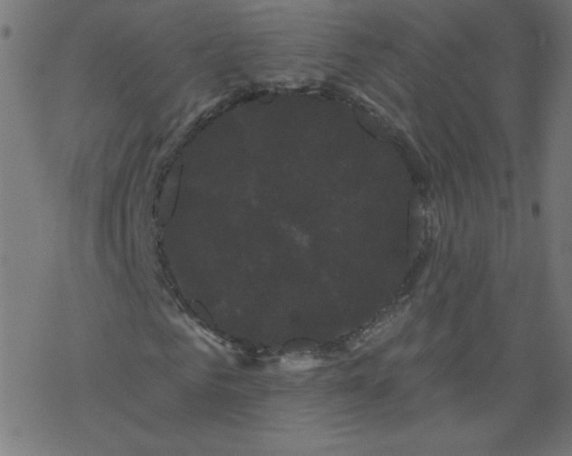 X0000077350961200611031817