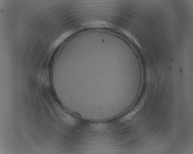 X0000077350970200611031817