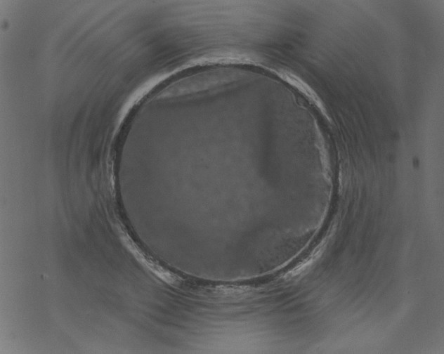 X0000077350981200611031817