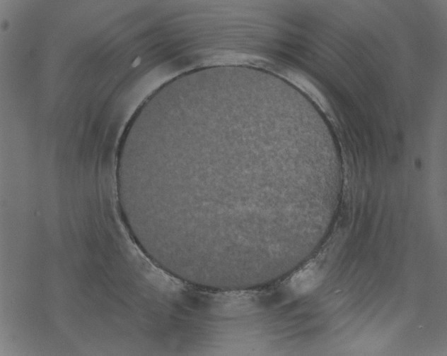 X0000077351000200611031816