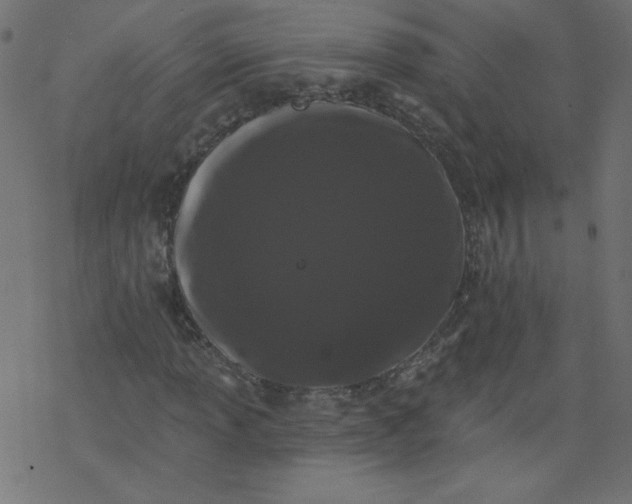 X0000077351013200611031816