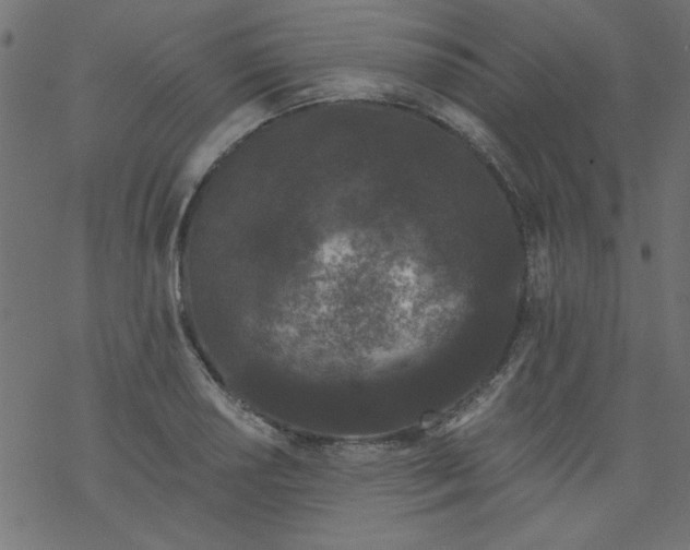 X0000077351034200611031816