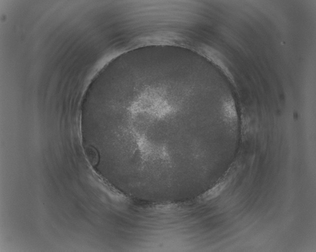 X0000077351035200611031816