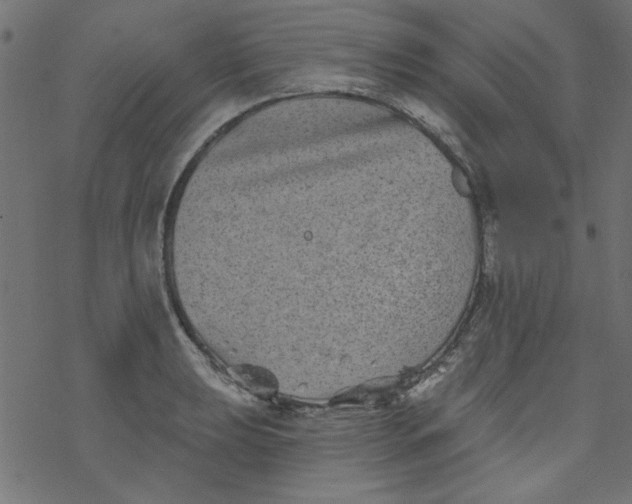 X0000077351039200611031816