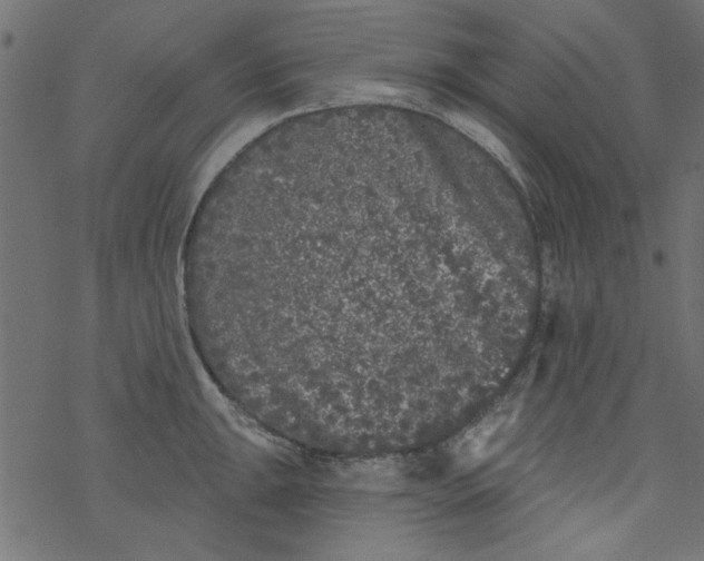 X0000077351047200611031816