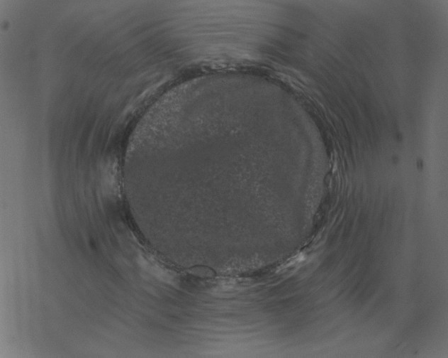 X0000077351060200611031815