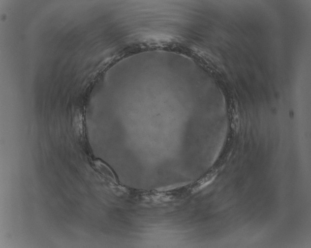 X0000077351061200611031815