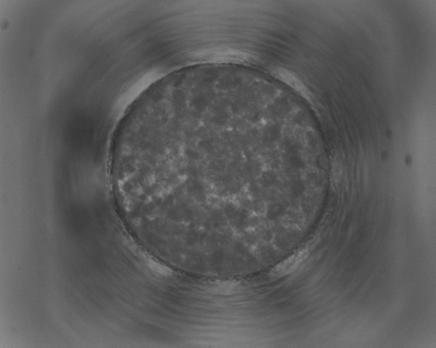 X0000077351071200611031815