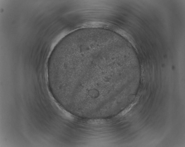 X0000077351083200611031815