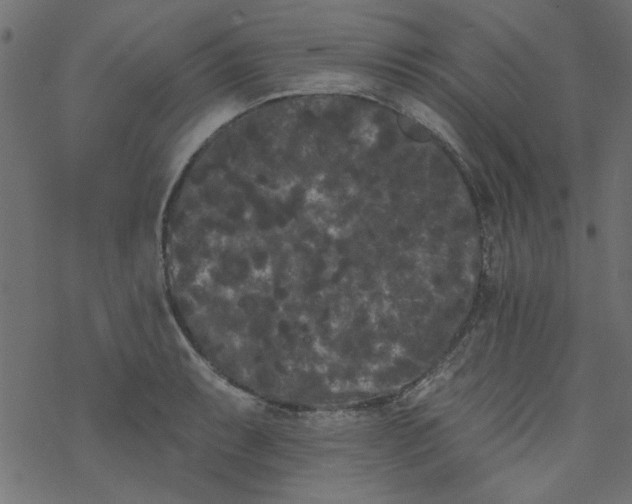 X0000077351087200611031815