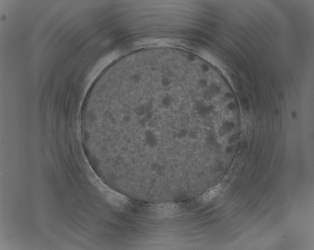 X0000077351090200611031815