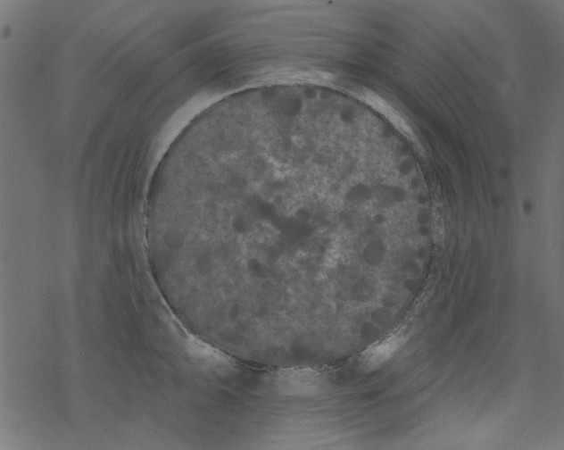 X0000077351094200611031815