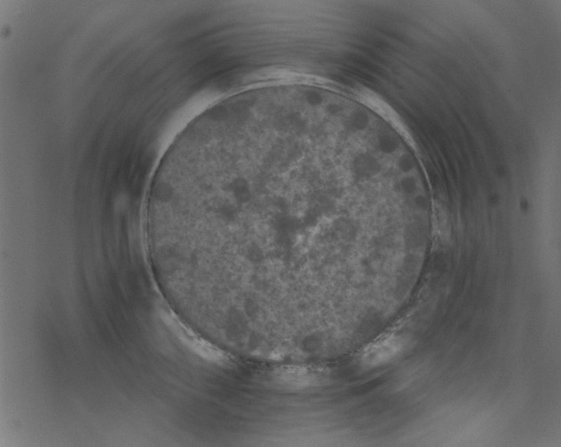 X0000077351098200611031815