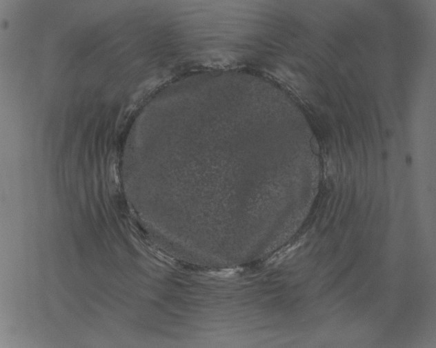 X0000077351106200611031814