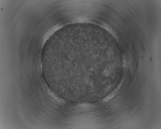 X0000077351117200611031814