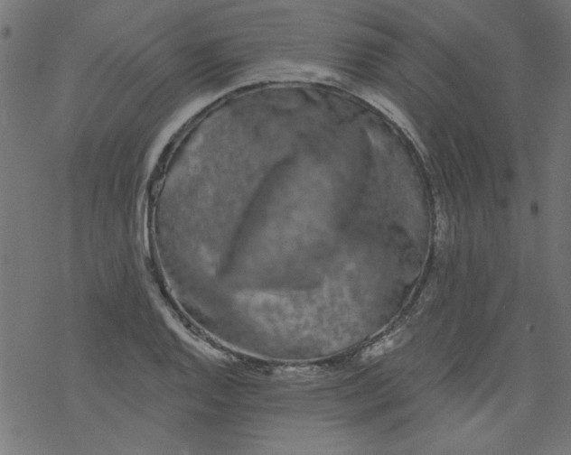 X0000077351128200611031814