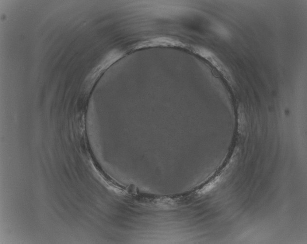 X0000077351233200611031813