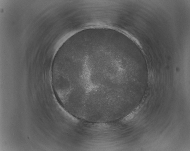 X0000077351239200611031813