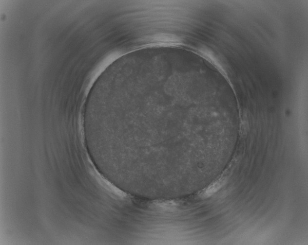 X0000077351243200611031813