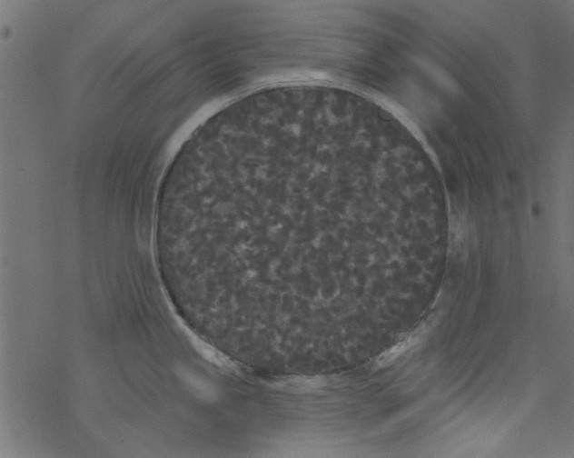 X0000077351245200611031813