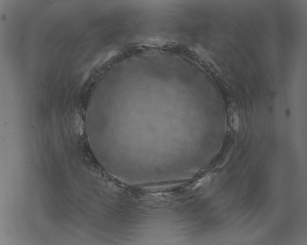 X0000077351253200611031812