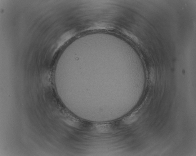 X0000077351258200611031812