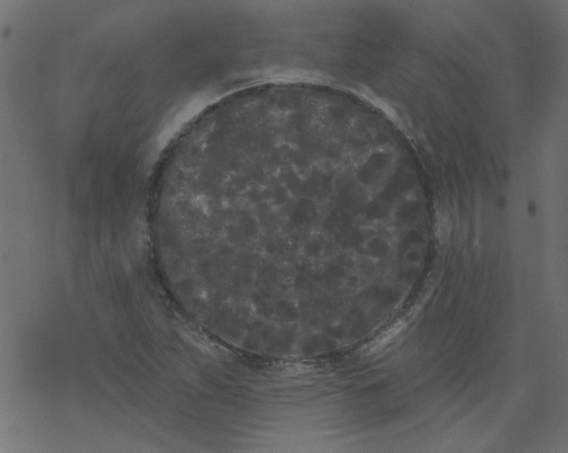 X0000077351263200611031812