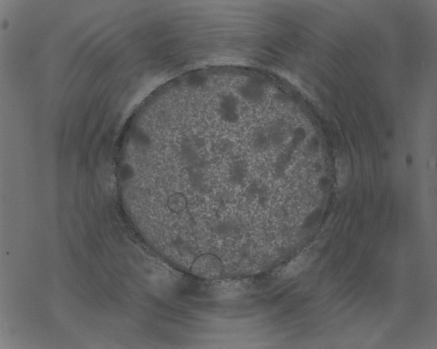 X0000077351266200611031812