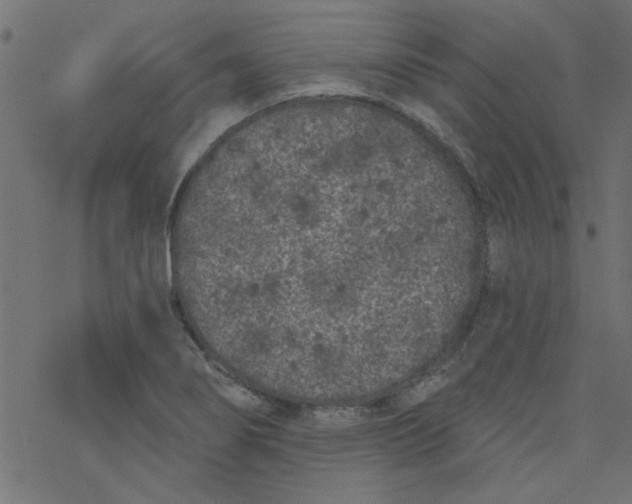 X0000077351274200611031812