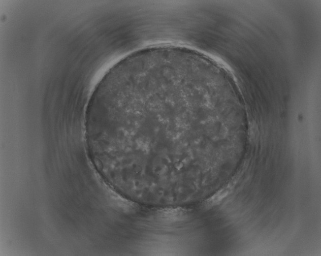 X0000077351279200611031812