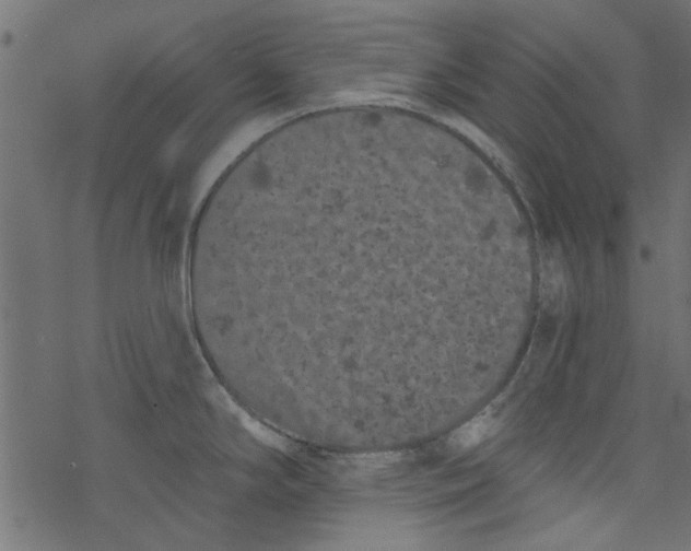 X0000077351294200611031812