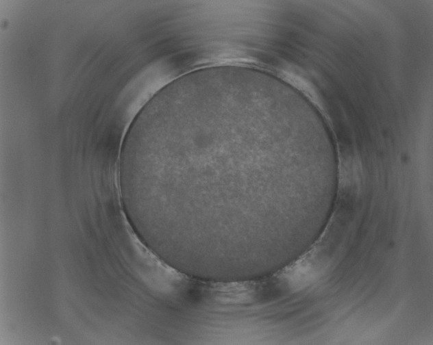 X0000077351338200611031811