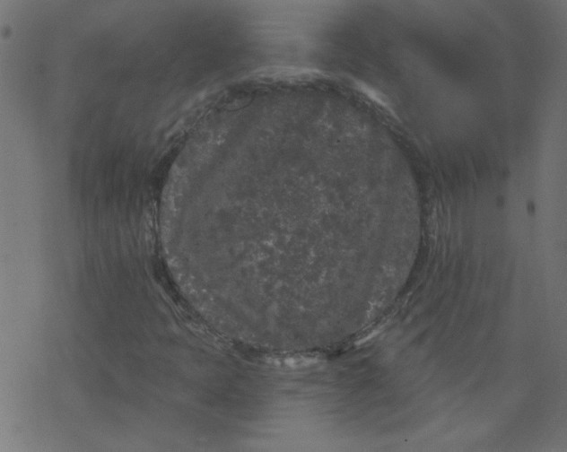 X0000077351397200611031809