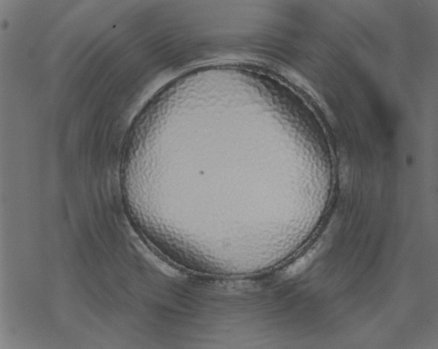 X0000077351417200611031810