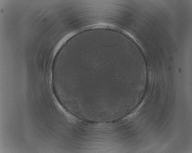 X0000077351418200611031810