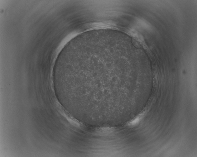 X0000077351427200611031810