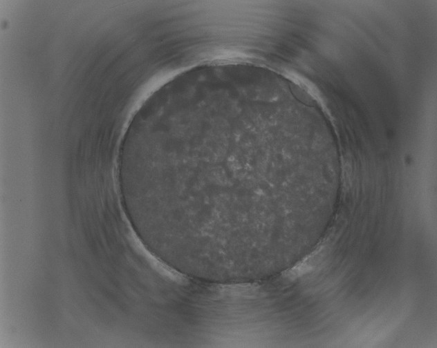 X0000077351429200611031810