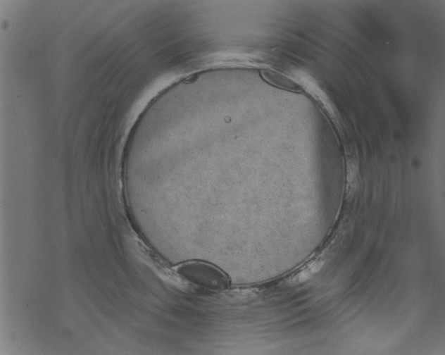 X0000077351435200611031810