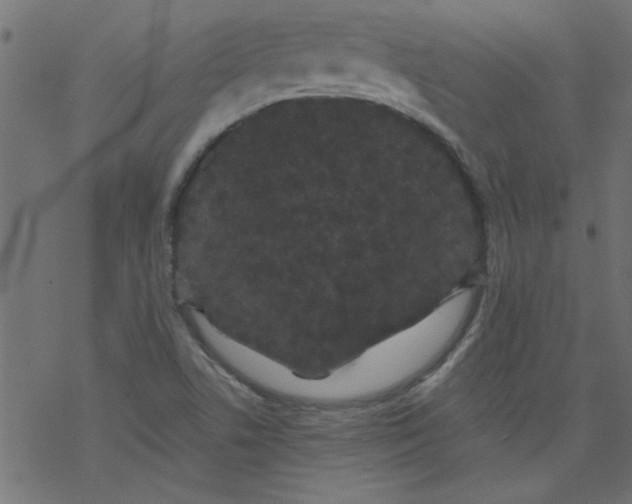 X0000077351506200611031808