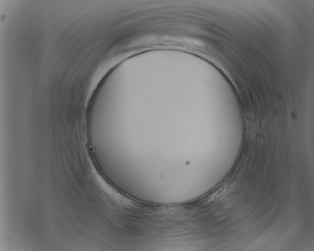 X0000077351531200611031808