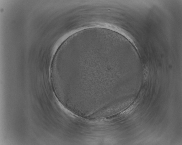 X0000077351535200611031808