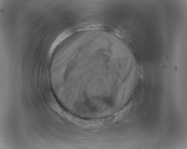 X0000077350004200611101625