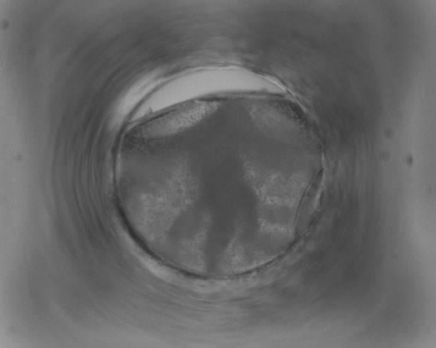 X0000077350005200611101625