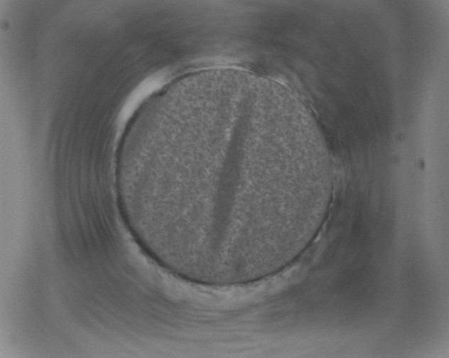 X0000077350006200611101625