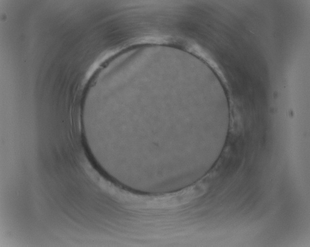 X0000077350011200611101625