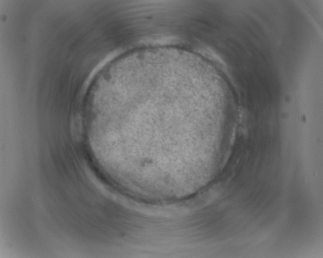 X0000077350012200611101625